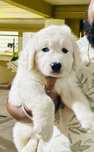 European White Retriever