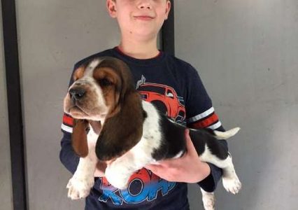  EXCELLENT Basset Hound puppies for sale
