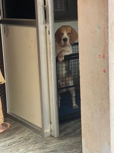 EXCELLENT QUALITY BEAGLE & SHITZHU MALE AVAILABLE FOR STUD IN CHENNAI
