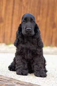 Excellent quality Cocker Spaniel puppies ready to Pets Farm