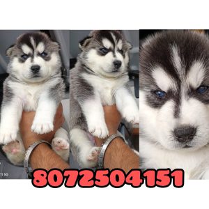 EXCELLENT QUALITY HUSKY WOOLY COAT PUPPIES AVAILABLE