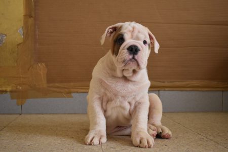 Exceptional Show-Quality English Bulldog Puppies