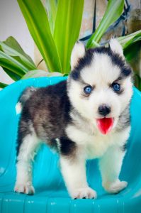 Extreme Quality Pets