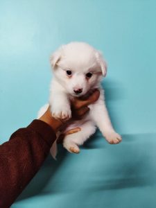 fairy pomarion puppy