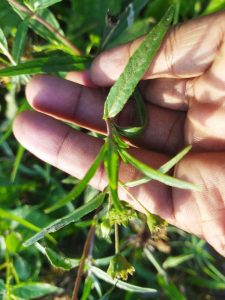 False daisy /കഞ്ഞുണ്ണി