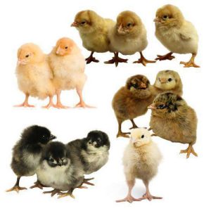 Fancy and nadan kozhi chicks for sale 