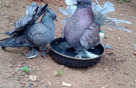 Fantail breeding pair