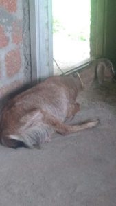 Female 2year goat with (6month pregnant) for Urgent sale 