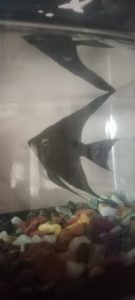 Female Angelfish