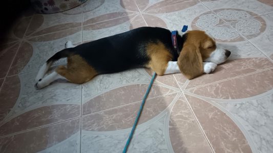 Female beagle puppy