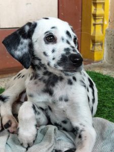 Female Dalmatian