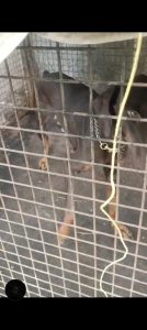 Female  European Doberman