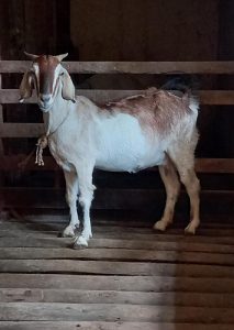 Female goats for sale