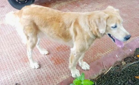 Female golden retriever