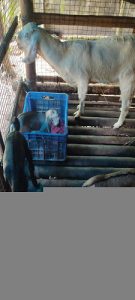 The 2 Female  Jamunapari Goat along with her 4 Kid Lambs