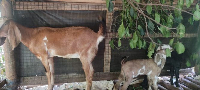 The Female Jamunapari Goat along with her 2 Kid Lambs