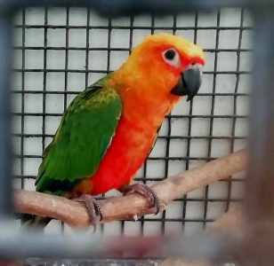 Female Jenday Conure, 1.5 years