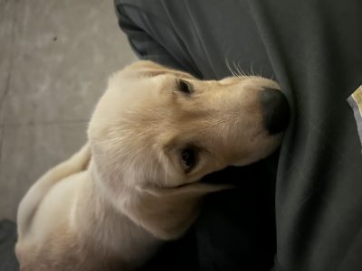 Female Labrador Heavy Bone