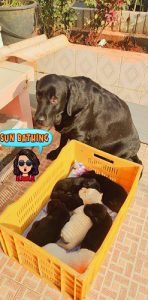 Female Labrador puppies available