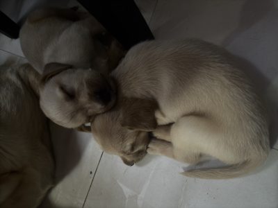 Female Labrador retriever