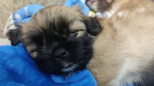 Female Lhasa apso