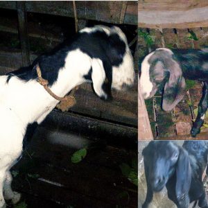 Female Malabari Goat and 2 Female Lambs( Malabari cross breed with beetal)