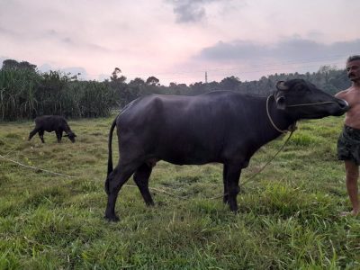 1 female murah buffalo