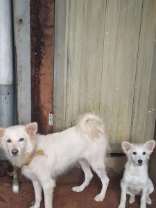 3 Female Pomeranian dogs