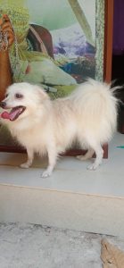 FEMALE POMERANIAN FOR SALE