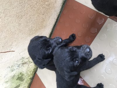 Female puppies