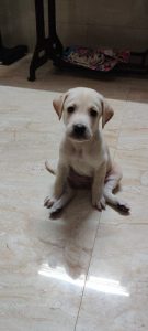 Female puppy for adoption