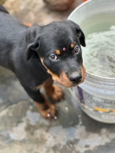 Female rotweiler
