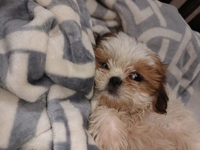 Female Shihtzu for sale