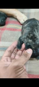 Fench bulldog for sale