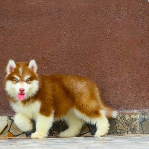 Finding Your Perfect Companion: Husky Puppies for Sale in Bangalore