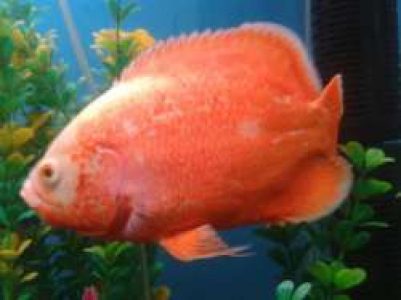 6" Fire red oscar pair cheep rate