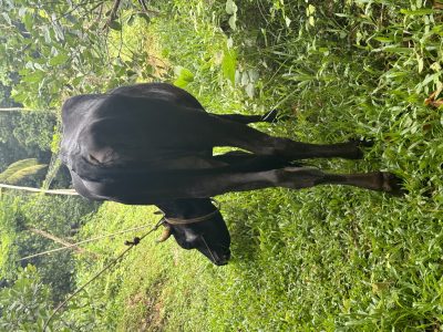 First time pregnant cow 6 months gestation for sale