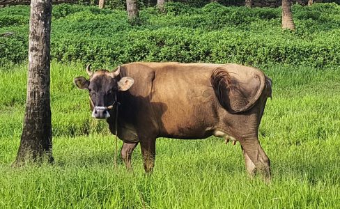 First Time Pregnant Jersey Cow for sale