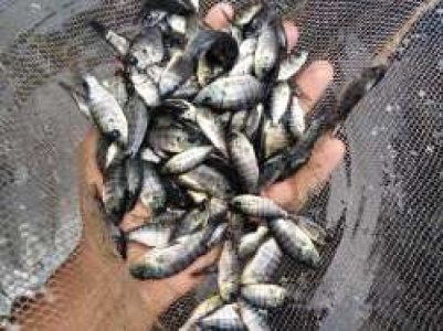 Fish Seeds Available In Low Price