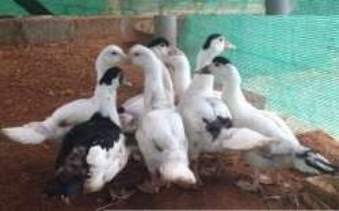 flying duck for sale