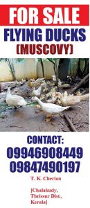 Flying duck (Muscovy) for sale in chalakudy