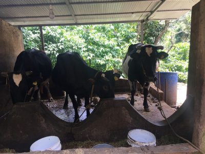 Four cows for sale