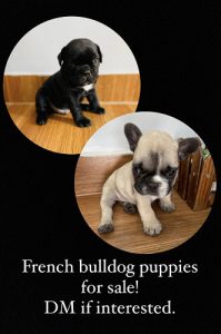 French bull dog