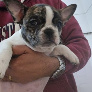French Bulldog available for sale