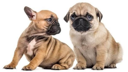 French Bulldog Cute Puppy....8800539300