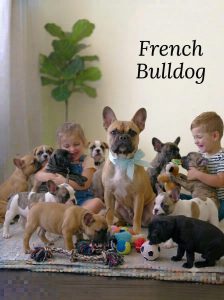 French Bulldog Cute Puppy 8800539300