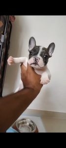 French Bulldog