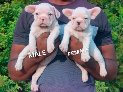 French Bulldog