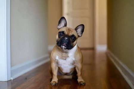 French Bulldog Puppy 8800539300