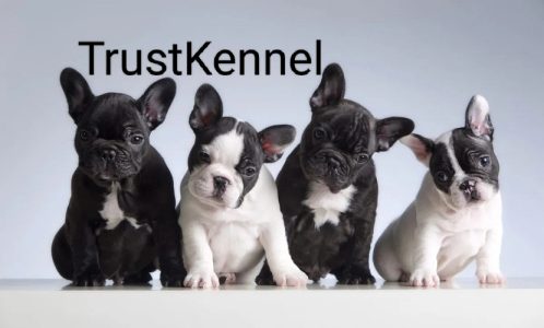 French BullDog Pups For Sale Trust Kennel